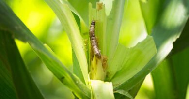FAO Global Action for Fall Armyworm Control extended to end of 2023 with broader scope