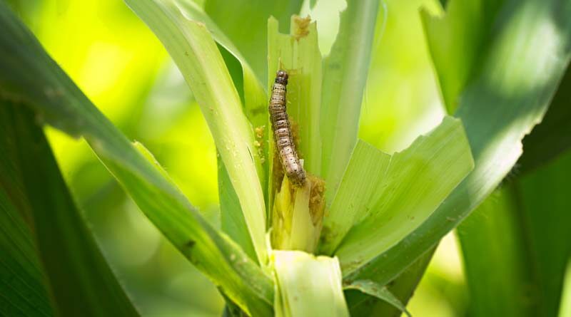 FAO Global Action for Fall Armyworm Control extended to end of 2023 with broader scope