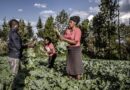 New guidelines for scaling up investments for youth in agrifood systems in Africa