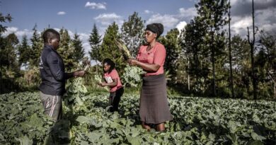 New guidelines for scaling up investments for youth in agrifood systems in Africa
