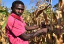 CABI-led study creates first forecasting models targeting Fall Armyworm larval stages for Africa to help fight against devastating pest