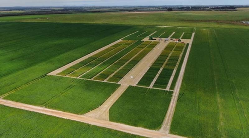 Australia: New learnings on winter wheats in WA’s high rainfall zone