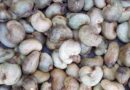 India is the second largest country in the production of Raw Cashew Nuts in the world: Narendra Singh Tomar