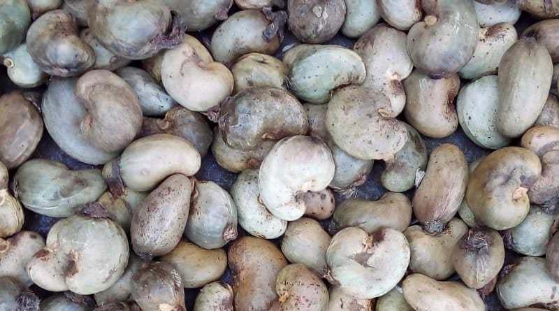 India is the second largest country in the production of Raw Cashew Nuts in the world: Narendra Singh Tomar
