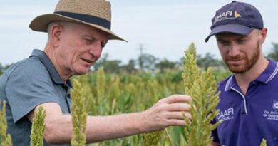 Sorghum mutants breed crop innovation for food security