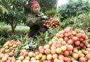 Agro-forestry-fishery exports in the first 3 months of 2022 increase