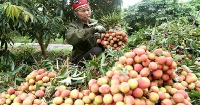 Agro-forestry-fishery exports in the first 3 months of 2022 increase