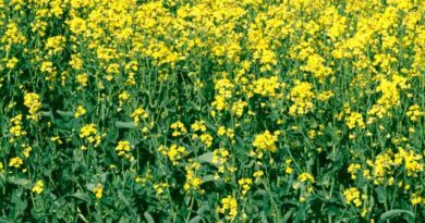 India's Oilseeds production increased by 5.63 million tonnes in last 3 years