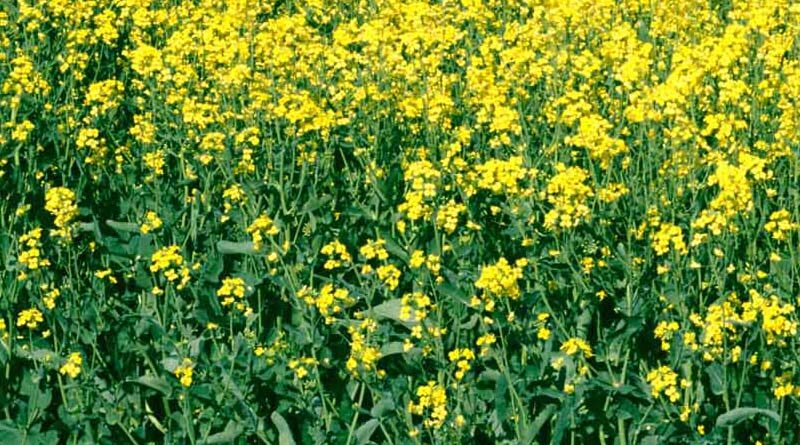 Oilseeds production increased by 5.63 million tonnes in last 3 years