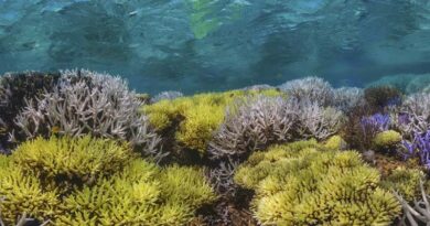 'Innovative, high-tech’ monitoring program a winner for the Reef