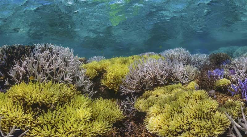 'Innovative, high-tech’ monitoring program a winner for the Reef