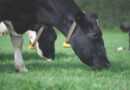 Is the Grass Always Greener? Grass Turnout Best Practices