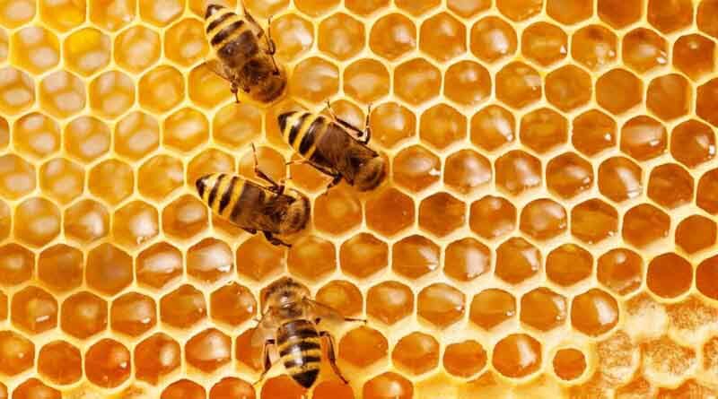 Tribal beekeepers to fetch up to 2 times the price of Honey
