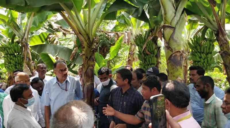 Ananthapur Banana Cluster to benefit 14 thousand banana farmers