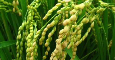 Summer crop acreages cross 60 lakh hectare mark in India