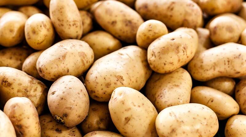 Potato science sees solution to heat stress