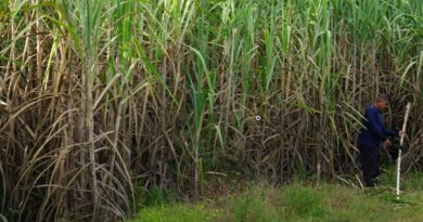 Domestic sugar production till Apr 15 higher at 330 lakh tonnes