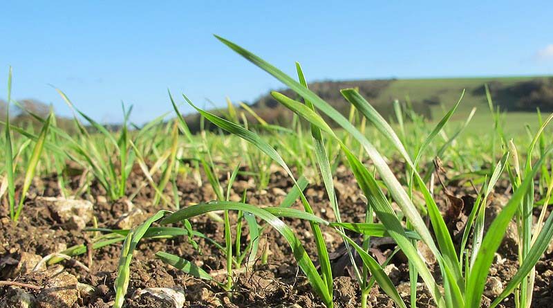 Long, longer, longest: new trials weigh up benefits of long coleoptile wheat varieties