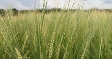 Drought in US Southern Plains Hampers Wheat Yields