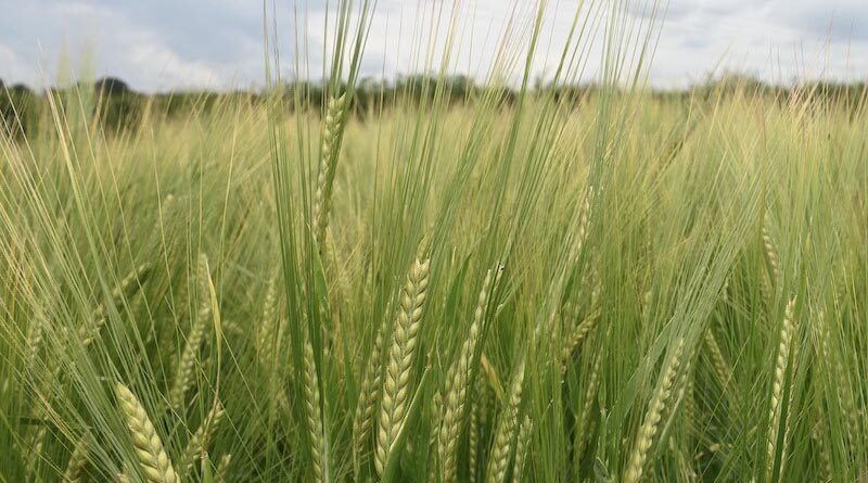 Drought in US Southern Plains Hampers Wheat Yields