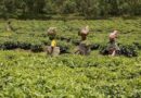 International Tea Day 2022: FAO underlines the need for greater sustainability