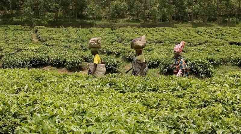 International Tea Day 2022: FAO underlines the need for greater sustainability