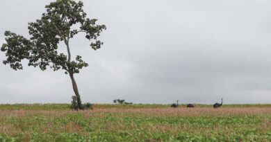 1 billion ‘dryland-like’ hectares under threat, FAO study confirms