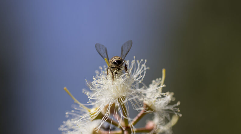 Bees and pollinators: small creatures but great allies on earth