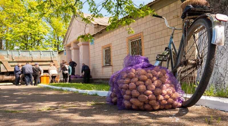 Food security in Ukraine: FAO distributes seed potatoes to vulnerable rural families