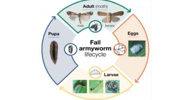 Managing the plant pest fall armyworm