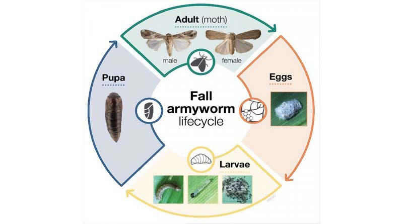 Managing the plant pest fall armyworm