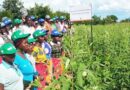 Sustainable crop intensification through high-yielding resilient varieties and appropriate cropping system