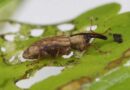 ‘Wonder Weevil’ released in fight against invasive floating pennywort