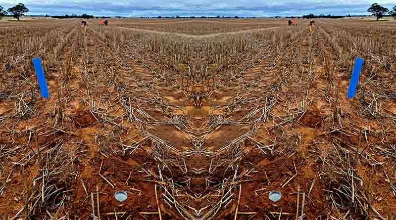 Australia: Chaff residues put to the pest pressure test