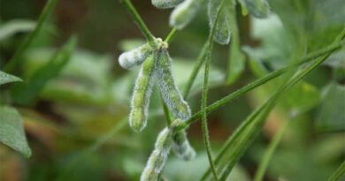 Denim insecticide from Syngenta approved for use in soybeans