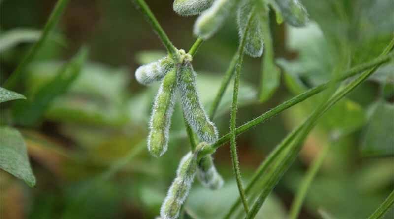 Denim insecticide from Syngenta approved for use in soybeans