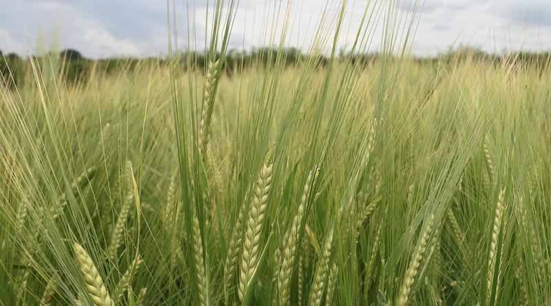 Sub-Saharan Africa turns to Argentinian wheat