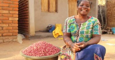Securing a brighter future for Malawian farmers through groundnut seed production