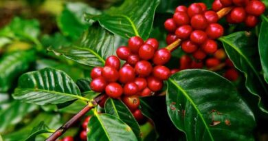 Coffee export reached a record high
