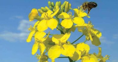 Australia: Controlling pests and diseases in crops