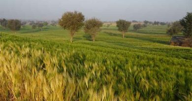 India’s Summer crop acreages up by 4 percent