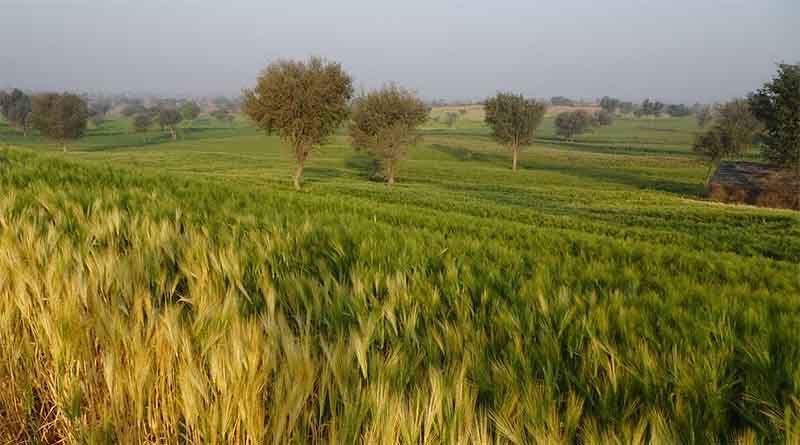 India’s Summer crop acreages up by 4 percent