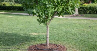New grant to boost domestic tree production opens