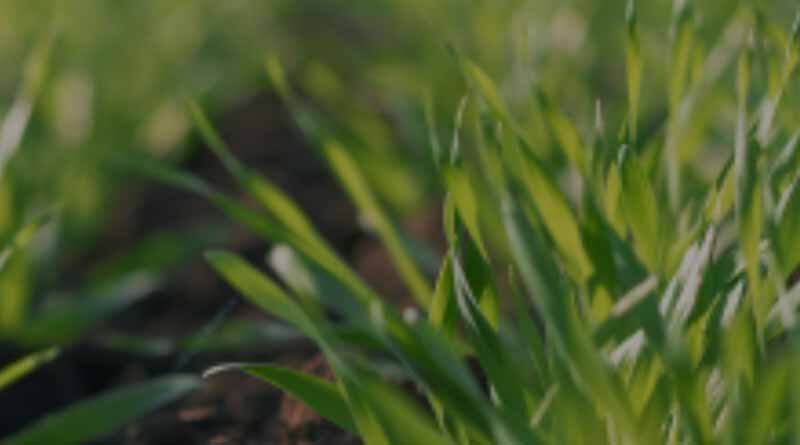 Top Tips For Early Post Emergence Herbicide Sprays
