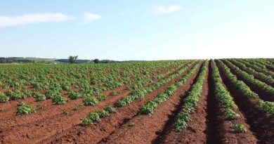 Australia: Trials assess soil nitrogen carryover after frost or heat