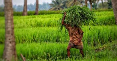 Summer Crop acreage in India reach 70 lakh hectares