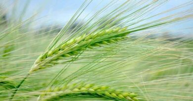 Farmers reap wheat crops as summer harvesting season begins in China