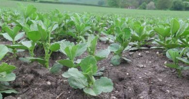 Pulse crops under downy mildew disease pressure in UK