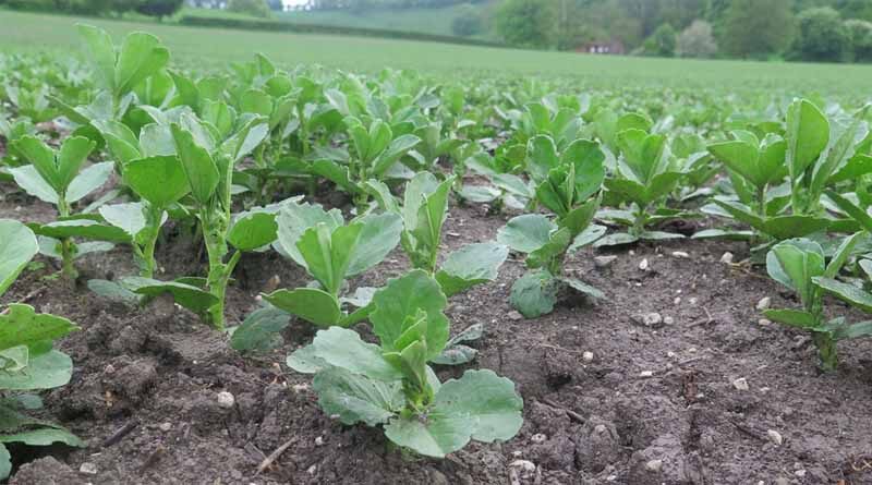 Pulse crops under downy mildew disease pressure in UK