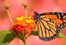 Eastern Monarch Butterfly Population Up Slightly, Still Below Extinction Threshold